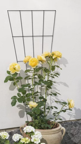 Windhager Metall-Gitterspalier