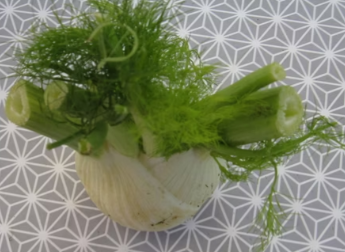 Samen Knollenfenchel Fino