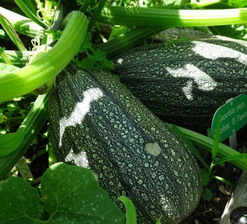 Samen Zucchini Di Faenza
