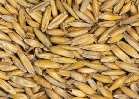 Hafer weiß/gelb 20 kg/Sack