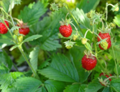 Samen Monatsbeere Alpine Strawberry