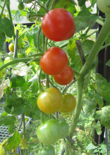 Samen Tomate Zuckertomate