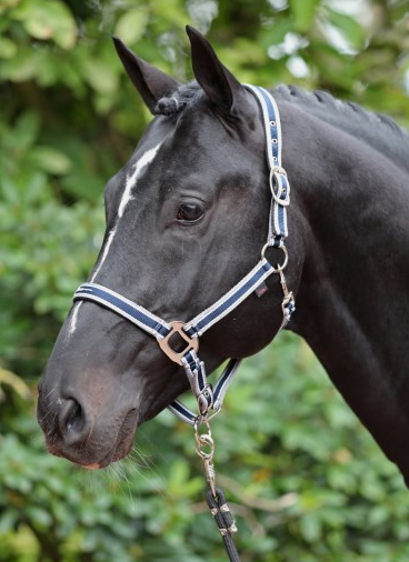 Halfter Cora dunkelblau,grau,weiß, Pony