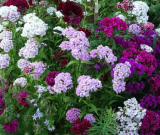 Samen Bartnelke Mischung