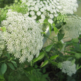 Samen Zahnstocher-Ammei