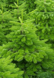 Christbaum (lila)