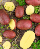 Kartoffel Laura 2,5 kg, bio