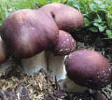 Braunkappen Waldpilzbeet