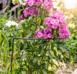 Windhager Staudenstütze fix