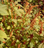 Samen Amaranth Golden Cereal