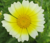 Samen Speisechrysantheme