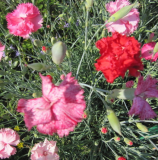 Samen Landnelke Grenadine