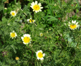 Samen Römischer Bertram