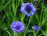 Samen Kornblume Blauer Junge