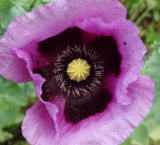 Samen Mohn blaslila