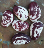 Samen Mondbohne Markt von Venedig