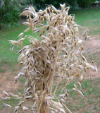 Samen Hafer Schwarzer Schwede