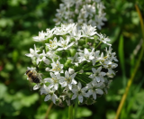 Samen Schnittknoblauch Knolau