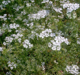 Samen Koriander Echter