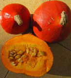 Samen Kürbis Oranger Hokkaido