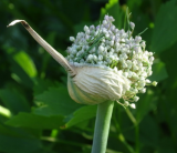 Samen Lauch Blaugrüner Winter