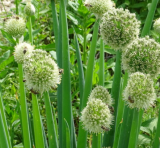 Samen Winterheckezwiebel Lauchzwiebel