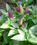 Samen Peperoni Chili