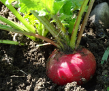 Samen Radieschen Würzburger