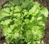 Samen Endiviensalat Diva