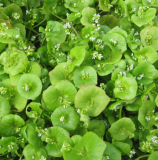 Samen Salat Winterpostelein