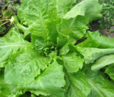 Samen Salat Altöttinger Großkopfada