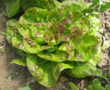 Samen Kopfsalat Kroatische Winterhäuptl