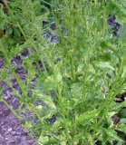 Samen Zuckerrübe Dickmanns Optima