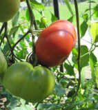 Samen Tomate Berner Rosen