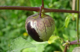 Samen Tomatillo (Bergaubergine)