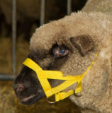 Kopfhalfter für Schafe + Böcke Nylon, ge