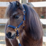 Fohlenhalfter TopLine, navy