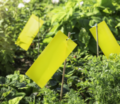 Windhager Gelbtafeln mit Aufhänger 10Stk