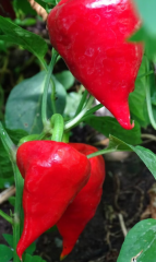 Samen Paprika Zipfelmütze