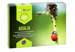 Rootsum Marienkäfer Larve