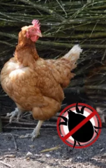 Rootsum Falle für rote Vogelmilbe