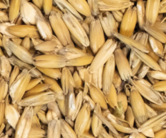 Walzhafer weiß-gelb 20 kg