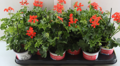 Geranien hängend bunt