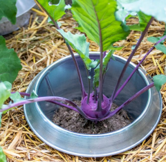 Schneckenkragen FE Schneckenstopp