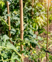 Tonkinstäbe 240 cm, 20/22 mm