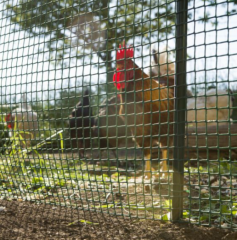 Maschengewebe KST gr. 20x20mm, 1x25m