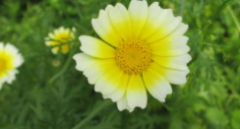 Samen Asia Gemüse Speisechrysantheme