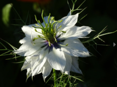 Samen Jungfer im Grünen