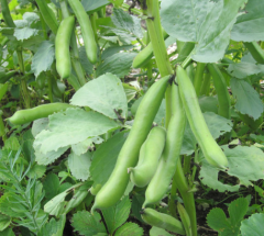 Samen Puffbohne Gloster Bounty