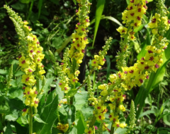 Samen Königskerze, schwarze